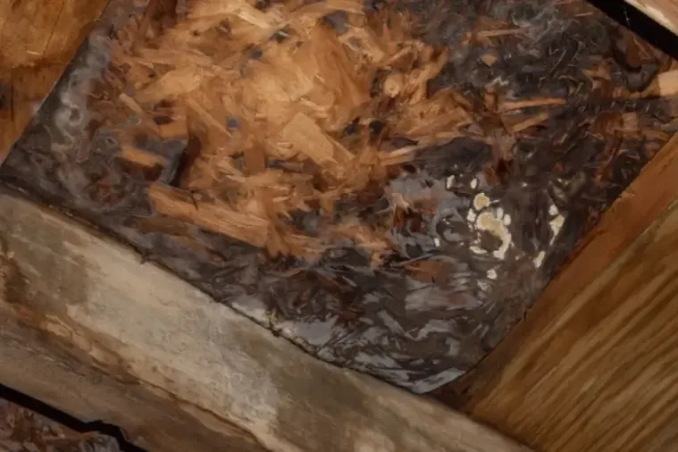 Water-damaged roof sheathing seen from inside the attic